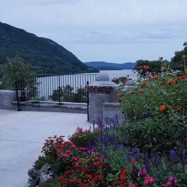 a close up of a flower garden