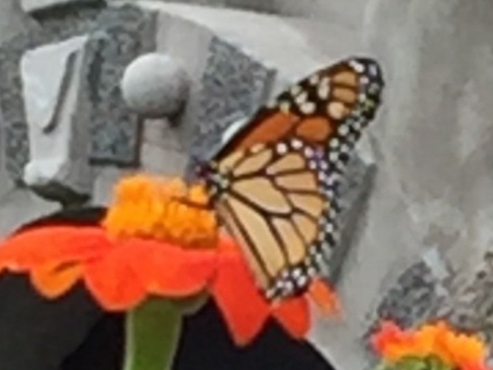 a close up of a flower