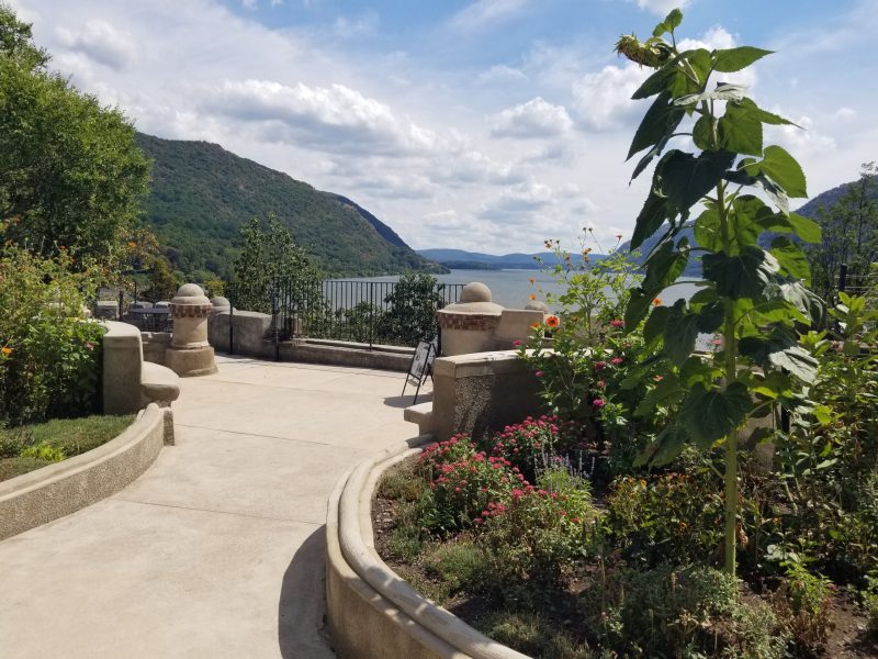 a tree with a mountain in the background