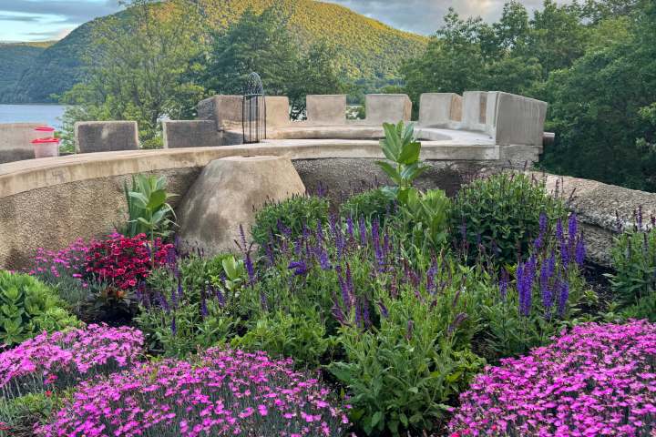 a large purple flower is in a garden